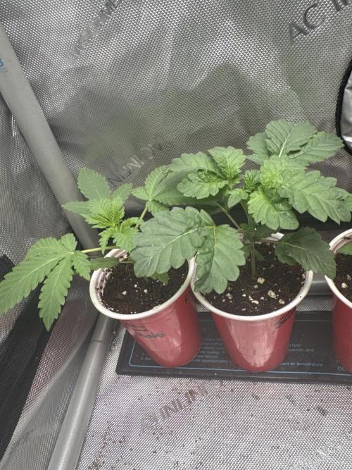 Red Hot Violet. Week 3