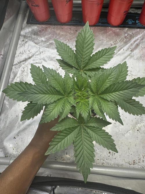 Melon Maki Watermelon Gelato x BlueZushi. Week 3