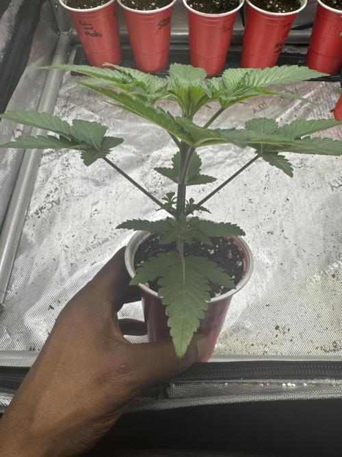 Melon Maki Watermelon Gelato x BlueZushi. Week 3
