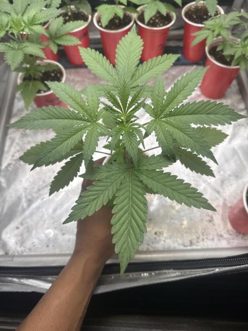 Melon Maki Watermelon Gelato x BlueZushi. Week 3