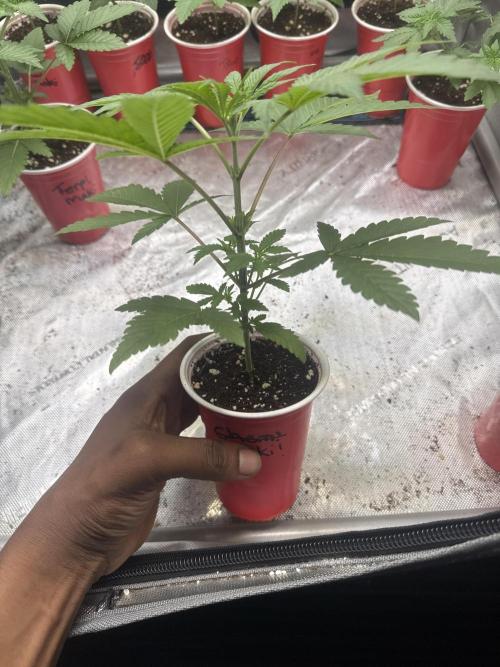 Melon Maki Watermelon Gelato x BlueZushi. Week 3