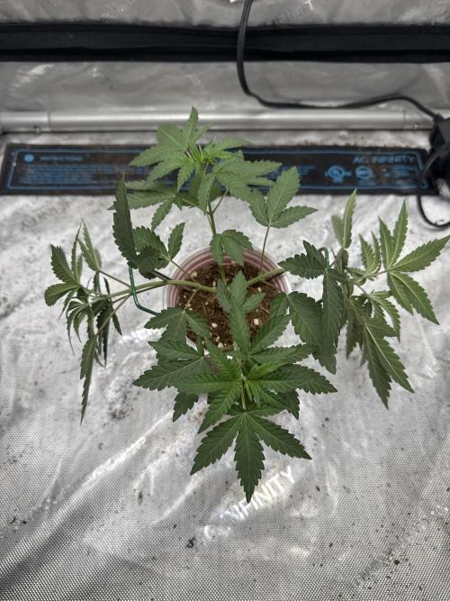 Terpgasm No Orgasm just Mutation GASM. Week 4