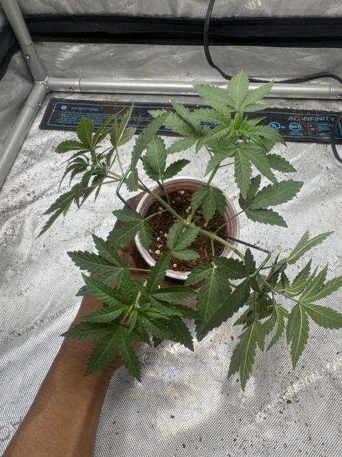 Terpgasm No Orgasm just Mutation GASM. Week 4