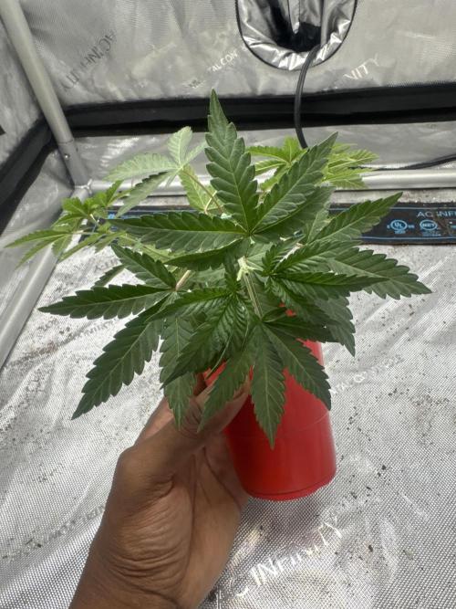 Terpgasm No Orgasm just Mutation GASM. Week 4