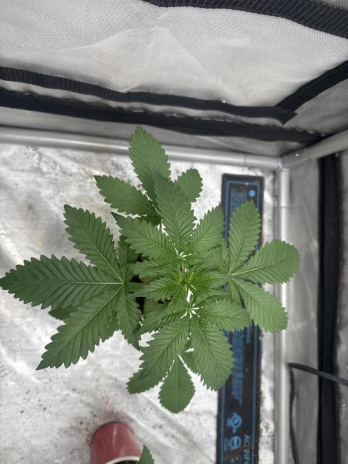 Trap God Solfire. Week 3