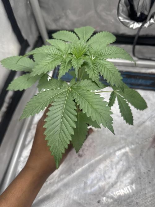 Trap God Solfire. Week 3