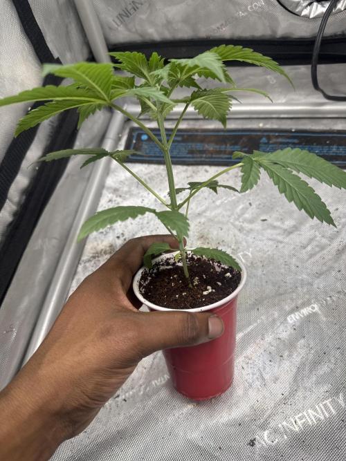 Trap God Solfire. Week 3