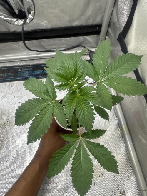 Trap God Solfire. Week 3