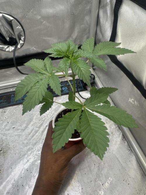 Trap God Solfire. Week 3