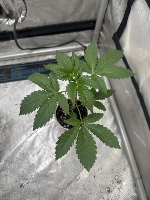 Trap God Solfire. Week 3