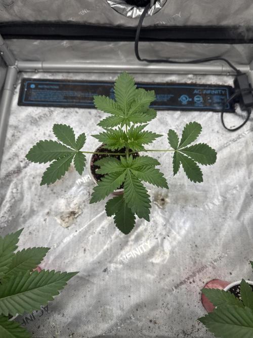 Trap God Solfire. Week 3