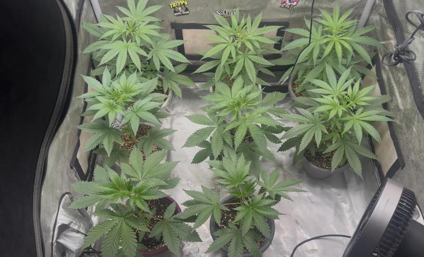 Chemferno. Week 4