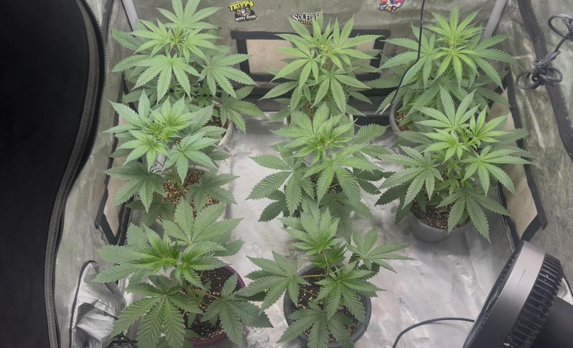 Melon Maki Watermelon Gelato x BlueZushi. Week 4