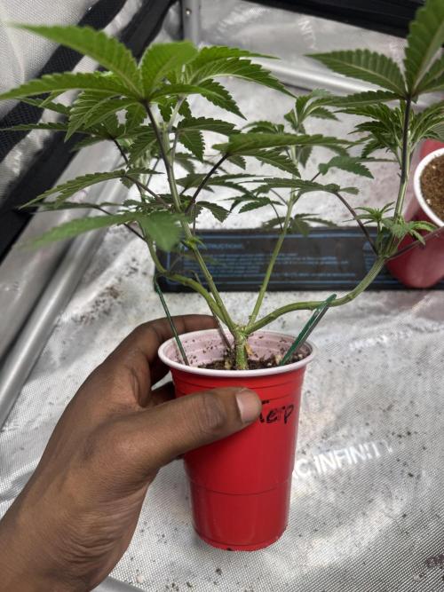 Terpgasm No Orgasm just Mutation GASM. Week 5