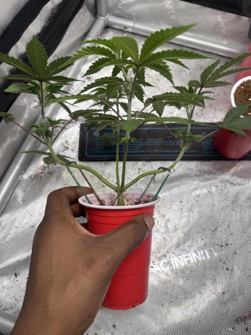 Terpgasm No Orgasm just Mutation GASM. Week 5