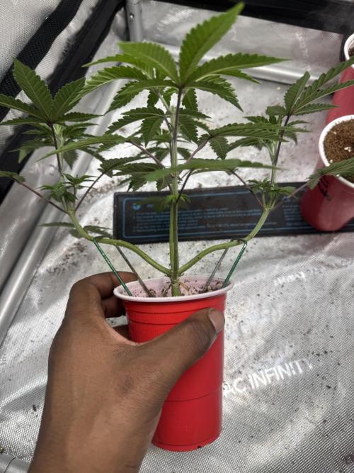 Terpgasm No Orgasm just Mutation GASM. Week 5