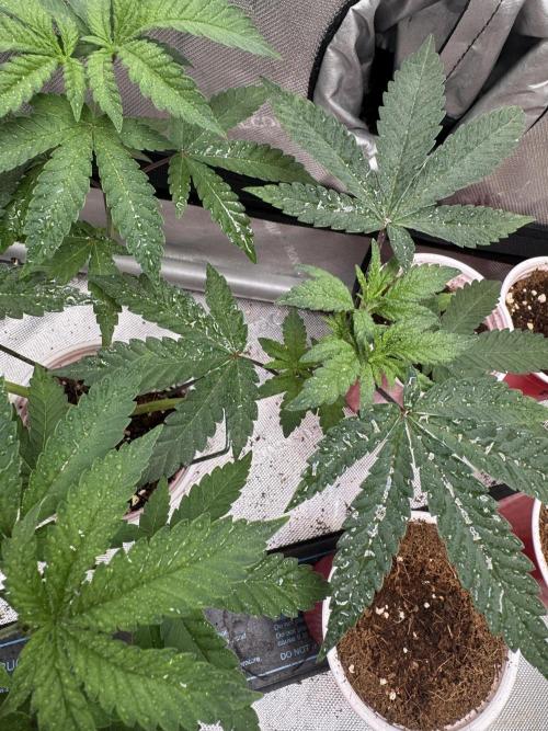 Terpgasm No Orgasm just Mutation GASM. Week 5