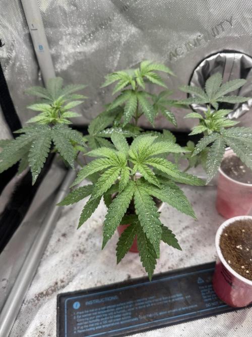 Terpgasm No Orgasm just Mutation GASM. Week 5
