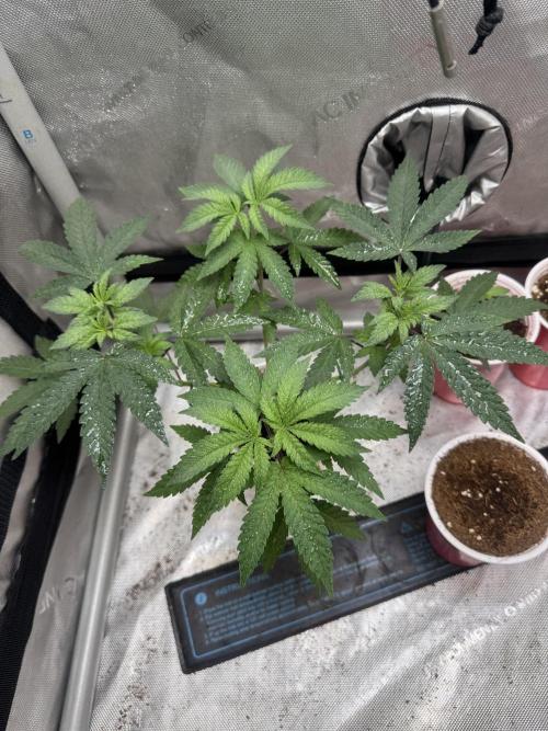 Terpgasm No Orgasm just Mutation GASM. Week 5
