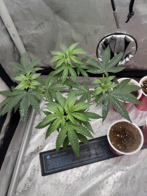 Terpgasm No Orgasm just Mutation GASM. Week 5