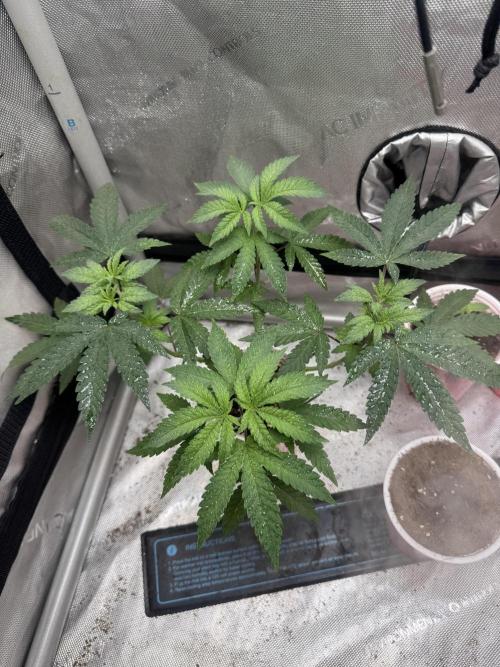 Terpgasm No Orgasm just Mutation GASM. Week 5