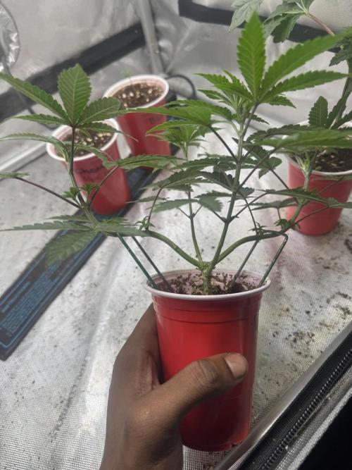 Terpgasm No Orgasm just Mutation GASM. Week 5