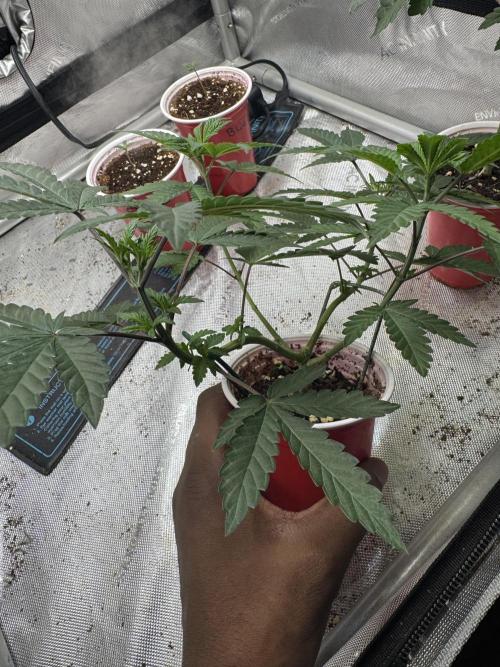 Terpgasm No Orgasm just Mutation GASM. Week 5