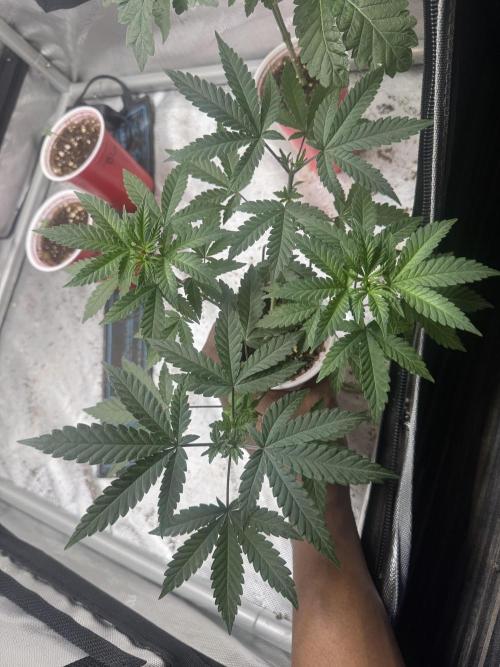 Terpgasm No Orgasm just Mutation GASM. Week 5