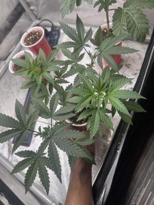 Terpgasm No Orgasm just Mutation GASM. Week 5