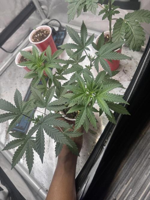 Terpgasm No Orgasm just Mutation GASM. Week 5