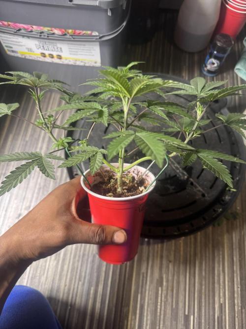 Terpgasm No Orgasm just Mutation GASM. Week 5