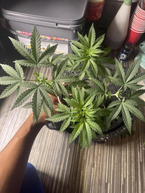 Terpgasm No Orgasm just Mutation GASM. Week 5