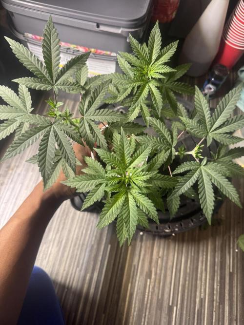 Terpgasm No Orgasm just Mutation GASM. Week 5