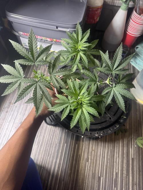 Terpgasm No Orgasm just Mutation GASM. Week 5