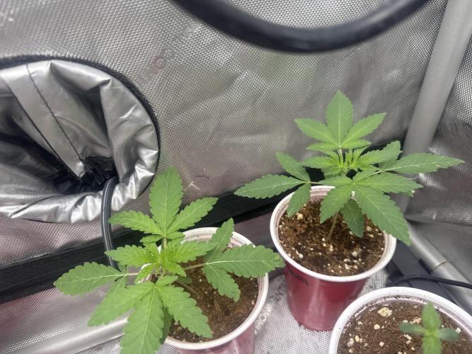 Blue Dream. Week 2