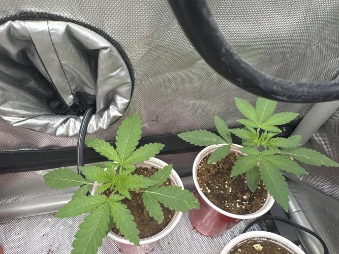 Blue Dream. Week 2