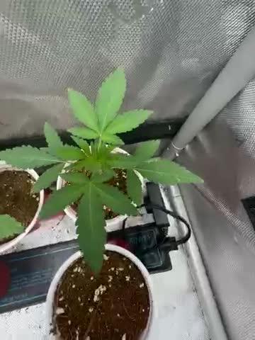 Blue Dream