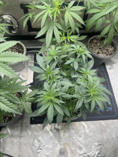Terpgasm No Orgasm just Mutation GASM. Week 6