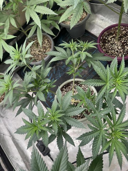 Terpgasm No Orgasm just Mutation GASM. Week 6