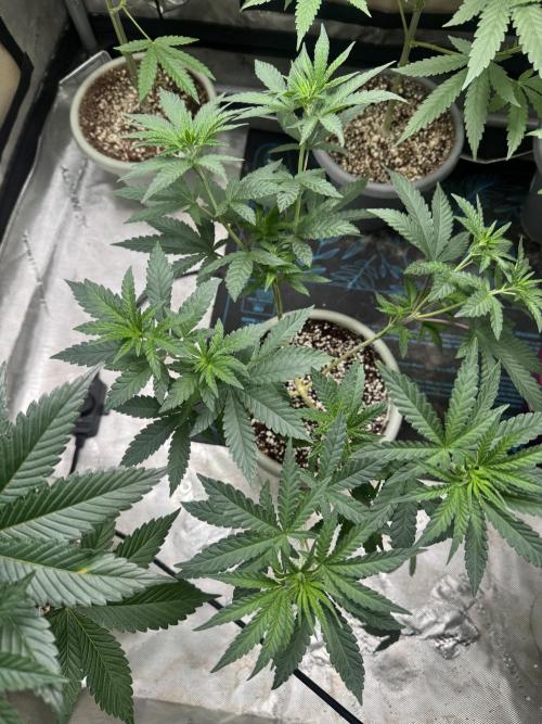 Terpgasm No Orgasm just Mutation GASM. Week 6