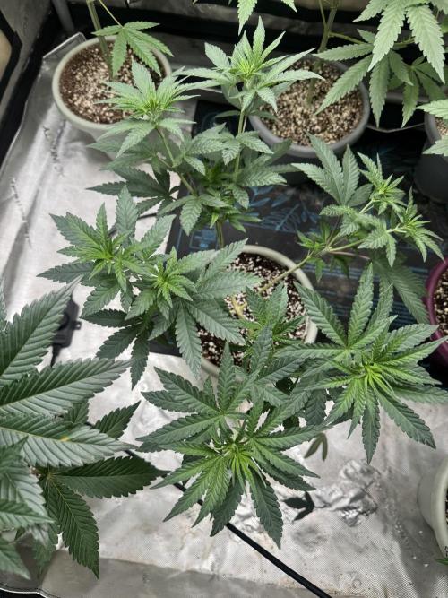 Terpgasm No Orgasm just Mutation GASM. Week 6