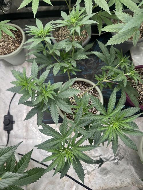Terpgasm No Orgasm just Mutation GASM. Week 6