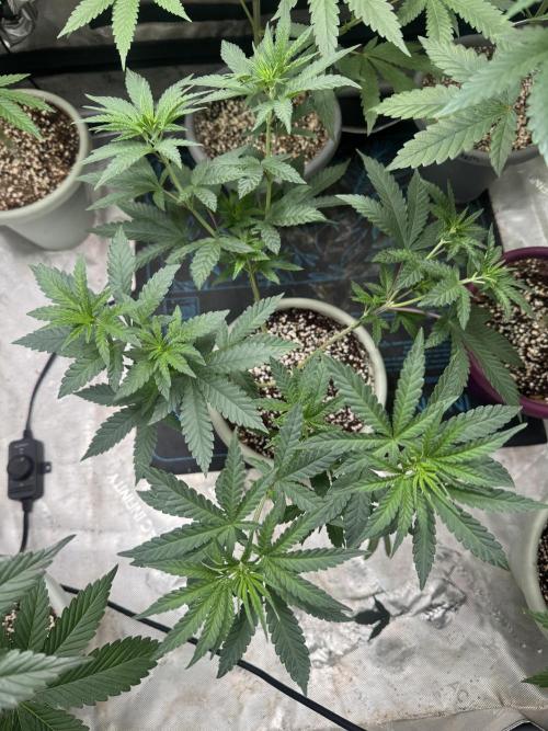 Terpgasm No Orgasm just Mutation GASM. Week 6