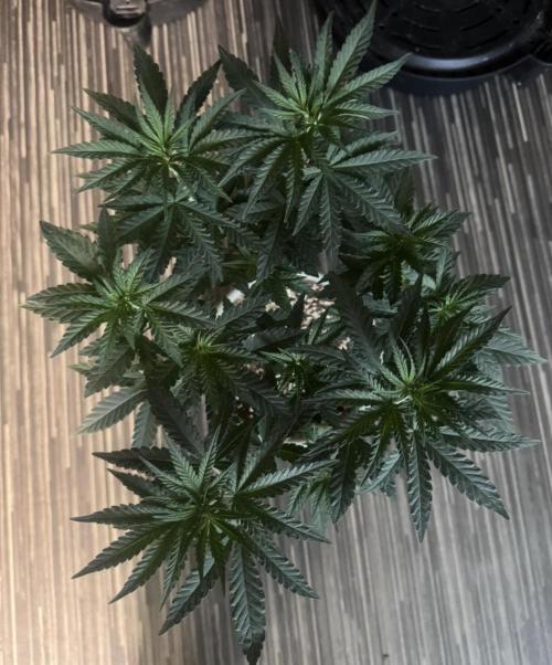 Terpgasm No Orgasm just Mutation GASM. Week 6