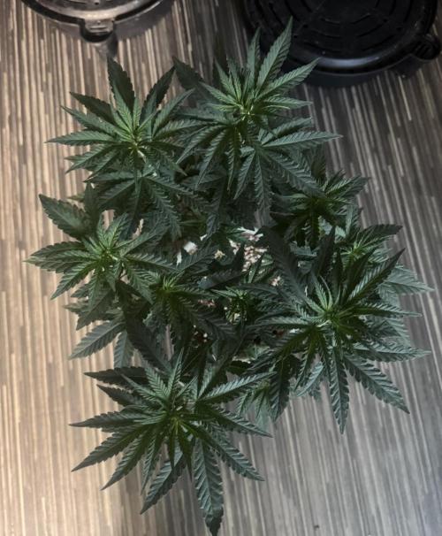 Terpgasm No Orgasm just Mutation GASM. Week 6