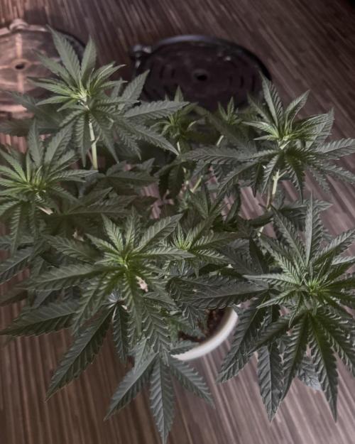 Terpgasm No Orgasm just Mutation GASM. Week 6
