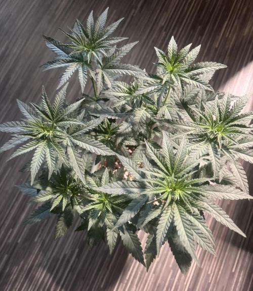 Terpgasm No Orgasm just Mutation GASM. Week 6