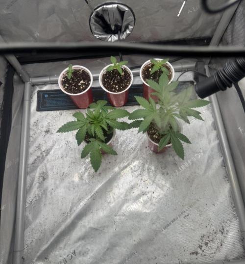 Lungbuster (time to bust in them lungs). Week 1 - The 3 on the heat mmat are LB