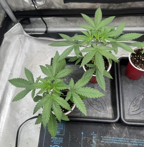 Blue Dream. Week 3