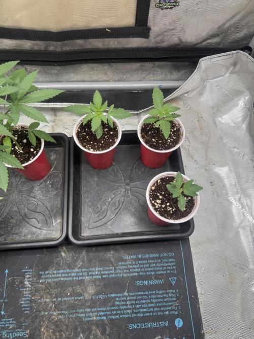 Lungbuster (time to bust in them lungs). Week 2